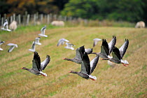 Greylag geese (Anser anser) wintering flock taking flight from stubble field, Inverness-shire, Scotland, October