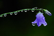 Harebell (Campanula rotundifolia) single flower weighed down with raindrops, Inverness-shire, Scotland, August