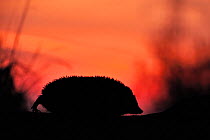 Hedgehog (Erinaceus europaeus) silhouetted at dusk, Berwickshire, Scotland, March