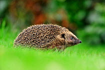 Hedgehog (Erinaceus europaeus) on garden lawn, Berwickshire, Scotland, March