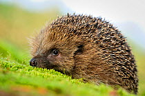 Hedgehog (Erinaceus europaeus) on woodland floor, Berwickshire, Scotland, April