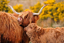 Highland cow (Bos taurus) female with calf, Isle of Mull, Inner Hebrides, Scotland, April