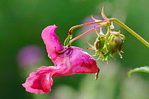 Himalayan / Indian balsam (Impatiens glandulifera) flower, Northumberland, England, August