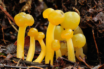 Jelly baby fungi (Leotia lubrica) growing on woodland floor, Argyll, Scotland, August