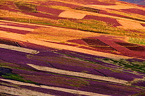 Lammermuir Hills heather moorland showing a patchwork of moorland managed for red grouse, Berwickshire, Scotland, August 2009