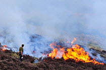 Muir burning - controlled burning of heather in spring, Lammermuir Hills, East Lothian, Scotland, April 2009