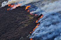 Muir burning - controlled burning of heather in spring, Lammermuir Hills, East Lothian, Scotland, April 2009