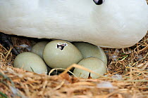 Mute swan (Cygnus olor) close-up showing egg begining to hatch, Yetholm Loch Scottish Wildlife Trust Reserve, Roxburghshire, Scotland, May
