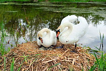 Male Mute swan (Cygnus olor) greeting female on nest during hatching of first egg, Yetholm Loch Scottish Wildlife Trust Reserve, Roxburghshire, Scotland, May