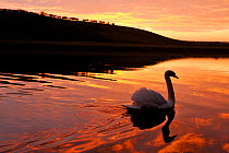 Mute swan (Cygnus olor) on River Tweed at sunset, Berwickshire, Scotland, January 2009