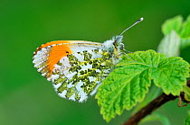 Orange tip butterfly (Anthocharis cardamines) resting on bramble leaf, Ross-shire, Scotland, May