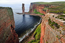 The Old Man of Hoy, sandstone sea stack, North Hoy, Hoy, Orkney, Scotland, July 2008