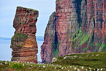 The Old Man of Hoy, sandstone sea stack, North Hoy, Hoy, Orkney, Scotland, July 2008