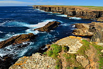 Sea Cliffs at Yesnaby, Mainland Orkney, Scotland, July 2008