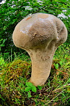 Pestle puffball fungi (Handkea / Calvatia excipuliformis) Argyll, Scotland, September