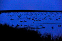 Pink-footed geese (Anser brachyrhynchus) photographed with long exposure after sunset roosting on moorland loch,  Berwickshire, Scotland, October 2008