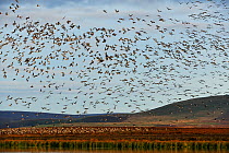 Pink-footed geese (Anser brachyrhynchus) flying from overnight roost on moorland loch, Berwickshire, Scotland, October 2008