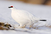 Male Ptarmigan (Lagopus mutus) in white winter plumage, Cairngorm Mountains, Cairngorm National Park, Strathspey, Scotland, February