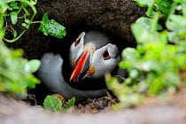 Puffin (Fratercula arctica) at entrance of nesting burrow, Farne Islands, Northumberland, England, July