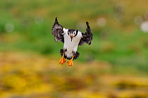 Puffin (Fratercula arctica) landing on Staple Island, Farne Islands, Northumberland, England, June