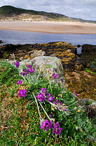 Purple oxytropis / Mountain milk-vetch (Oxytropis halleri) flowering, Invernaver Special Area of Conservation, Torrisdale Bay, North Highlands, Scotland, June