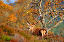 Red deer (Cervus elaphus) stag in birchwood, Glen Affric National Nature Reserve, Inverness-shire, Scotland, October