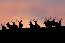 Red deer (Cervus elaphus) stags silhouetted at dawn, Cairngorms National Park, Scotland, December
