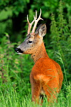 Roe deer (Capreolus capreolus) buck / male in summer coat, Strathspey, Cairngorms National Park, Scotland, July