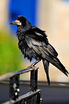 Rook (Corvus frugilegus) perched on railing, Fife, Scotland, June