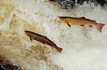 Two Atlantic salmon (Salmo salar) acending waterfall to reach spawning beds, Perthshire, Scotland, November