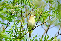 Sedge warbler (Acrocephalus schoenobaenus) male singing in willow tree, Roxburghshire, Scotland, May