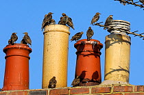 Starling (sturnus vulgaris) flock perched on chimney pots, Berwickshire, Scotland, September