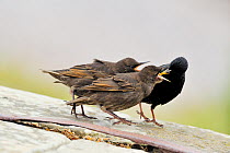 Two juvenile Starlings (sturnus vulgaris) begging for food from parent, Moray Firth, Scotland, June