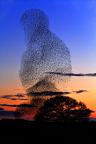 Common starling (Sturnus vulgaris) flock at dusk engaging in pre-roost display, Dumfries-shire, Scotland, March