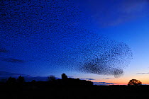 Starling (Sturnus vulgaris) flock at dusk engaging in pre-roost display, Dumfries-shire, Scotland, March