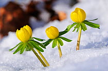 Winter aconite (Eranthis hyemalis) flowers emerging through snow, Roxburghshire, Scotland, February