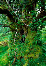 Old Alder (Alnus glutinosa) tree growing in Beinn Eighe National Nature Reserve, Wester Ross, Scotland, June