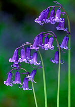 Bluebells (Endymion non-scriptus) flowering, Perthshire, Scotland, May