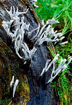 Candle snuff / Stag's horn fungi (Xylaria hypoxylon) on dead elm log, Berwickshire, Scotland, March