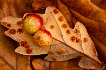 Cherry gall (Diplolepis quercusfolii) on underside of oak leaf with Oak spangle galls (Neuroterus quercusbaccarum) Loch Lomond and the Trossachs National Park, Stirlingshire, October
