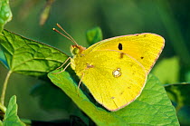 Clouded yellow butterfly (Colias crocea) resting on bindweed, Berwickshire, Scotland, July