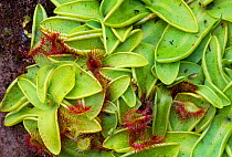 Common butterwort (Pinguicula vulgaris) close-up of leaves including those of common sundew, both with trapped insect life, Glen Affric National Nature Reserve, Inverness-shire, Scotland, July