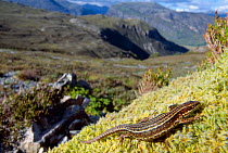 Common / Viviparous lizard (Lacerta vivipara) basking on mossy outcrop, Beinn Eighe National Nature Reserve, Wester Ross, Scotland, June