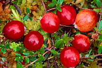 Cranberry (Vaccinium oxycoccos) fruit, Ford Moss Northumberland Wildlife Trust Nature Reserve, Northumberland, England, September