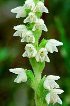 Creeping lady's tresses (Goodyera repens) flowering, Beinn Eighe National Nature Reserve, Wester Ross, Scotland, August