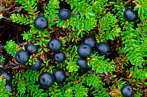 Crowberry (Empetrum nigrum) fruit, Sutherland, Scotland, July
