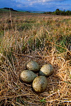 Curlew (Numenius arquata) nest with four eggs, Lammermuir Hills, Berwickshire, Scotland, May