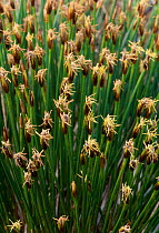 Deer grass (Trichophorum cespitosum) flowering Lammermuir Hills, Berwickshire, Scotland, May