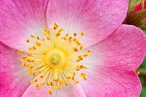 Dog rose (Rosa canina) flower close-up, Berwickshire, Scotland, June