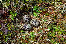 Dotterel (Charadrius morinellus) nest with three eggs, Inverness-shire, Scotland, June